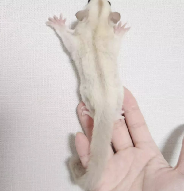 04 Months old Female, Sugar glider for sale - Image 4