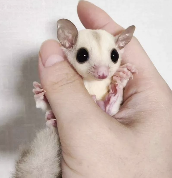 04 Months old Female, Sugar glider for sale - Image 3