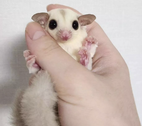 04 Months old Female, Sugar glider for sale - Image 2