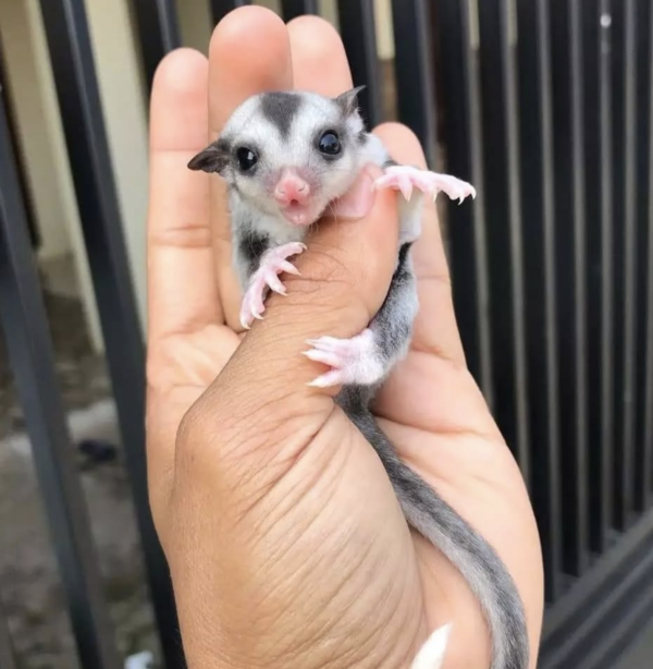 02 Months old, Female, Sugar glider for sale - sugar-gliders.de