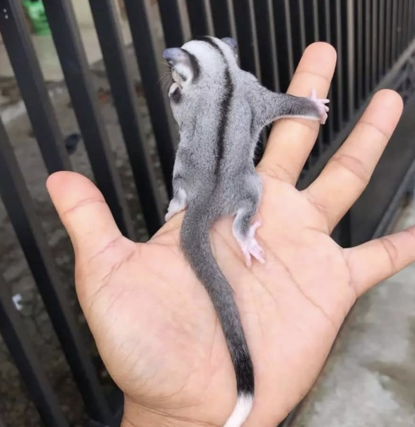 02 Months old, Female, Sugar glider for sale - sugar-gliders.de - Image 3