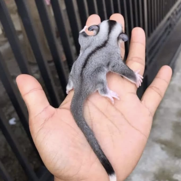 02 Months old, Female, Sugar glider for sale - sugar-gliders.de - Image 2