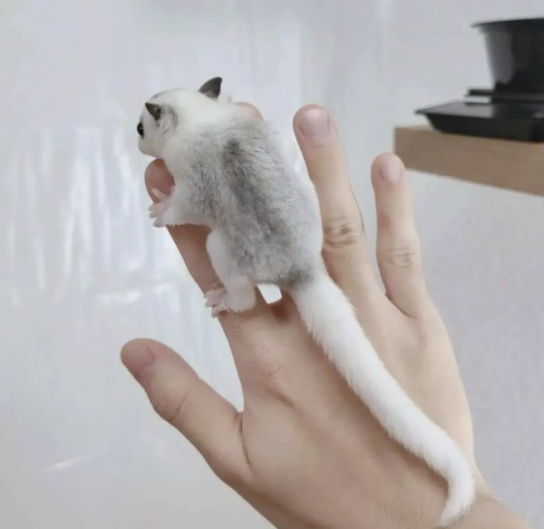 02 Months old, Male, Sugar glider for sale - sugar-gliders.de - Image 3