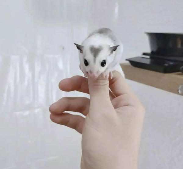 02 Months old, Male, Sugar glider for sale - sugar-gliders.de - Image 2