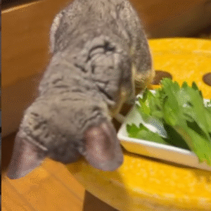 Galagos for Sale California