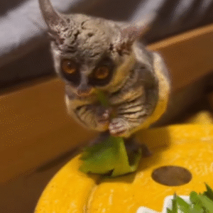 Galagos for Sale Nevada