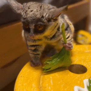 Galagos for Sale Ohio