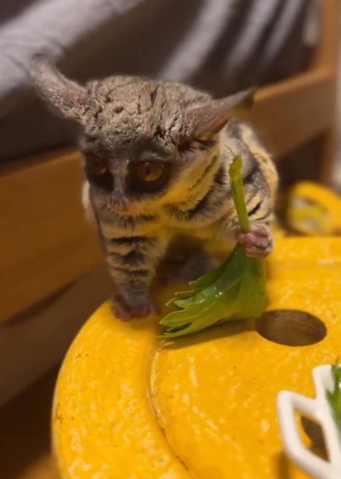 Galagos for Sale Ohio