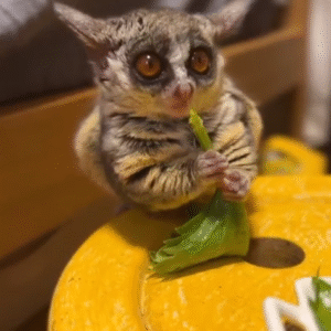 Galagos for Sale Arizona