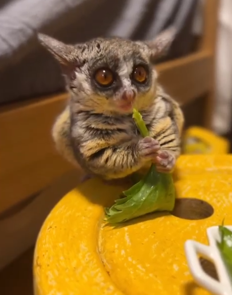 Galagos for Sale Arizona