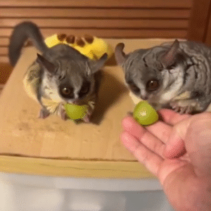 Galagos for Sale North Carolina