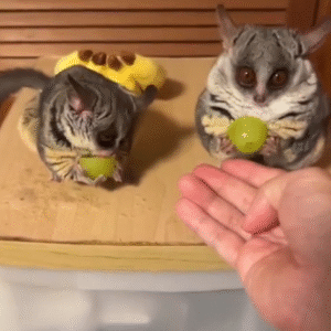 Galagos for Sale Illinois