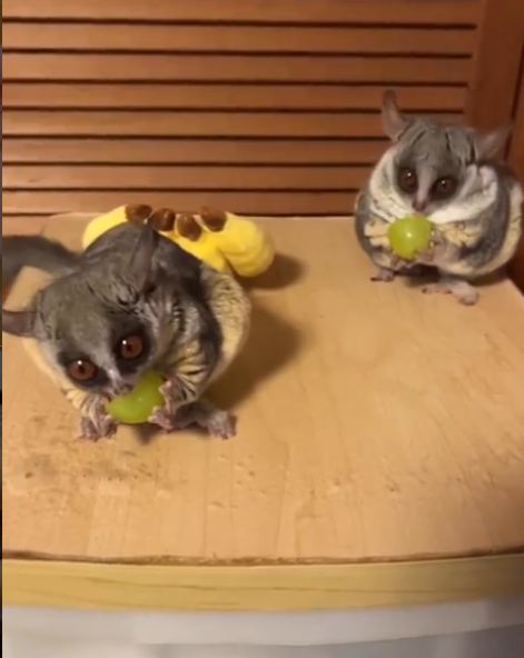 Galagos for Sale Texas