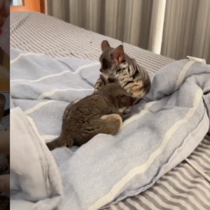 Galagos for Sale Luxembourg