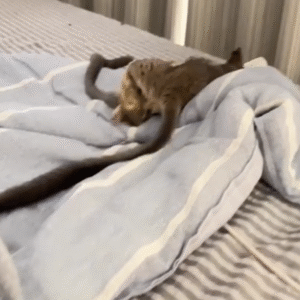 Galagos for Sale New York