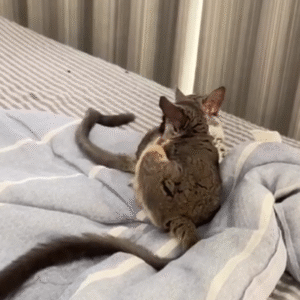 Galagos for Sale France