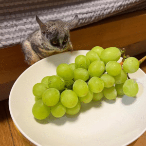 Galagos for Sale Georgia