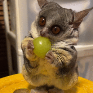 Galagos for Sale South Africa