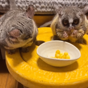 Galagos for Sale Arizona