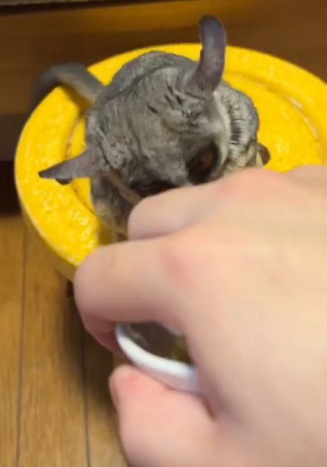 Galagos for Sale Virginia