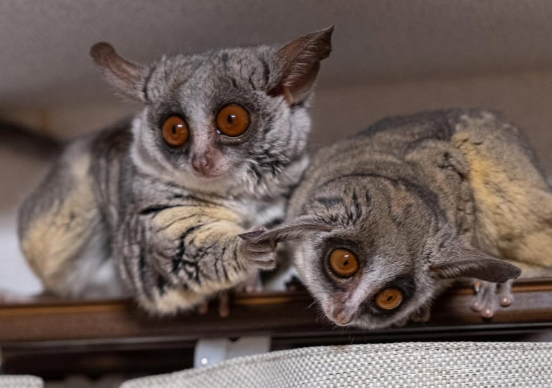 Galagos for Sale Maryland