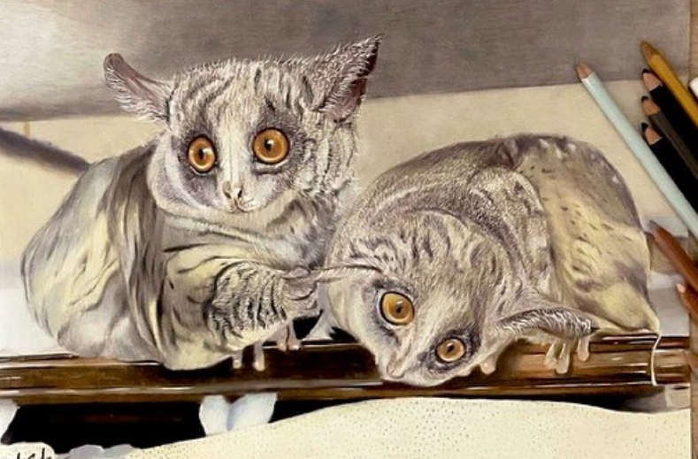 Galagos for Sale Germany