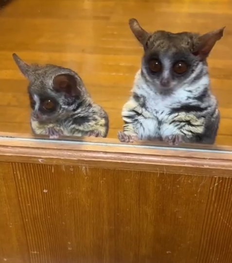 Galagos for Sale Costa Rica