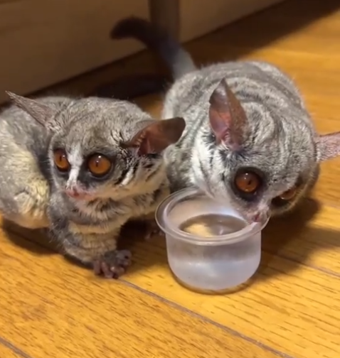 Galagos for Sale Canada