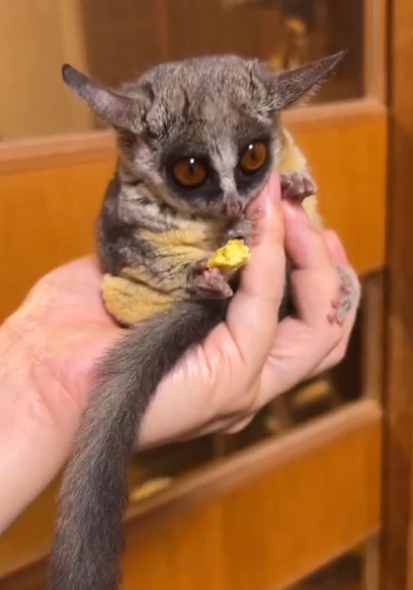 Galagos for Sale United States