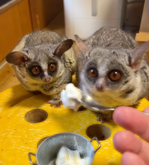 Galagos for Sale Maine