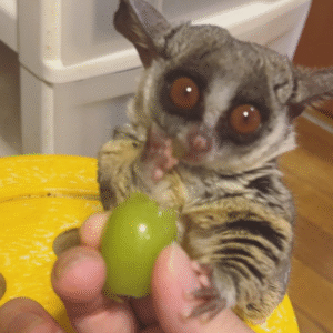 Galagos for Sale Pennsylvania