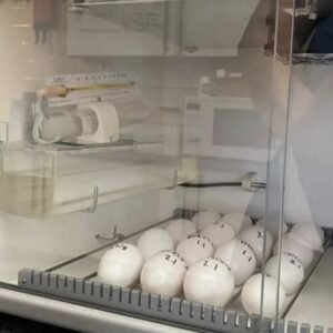 Fruchtbare Papageieneier kaufen bei Sugar-Gliders.de