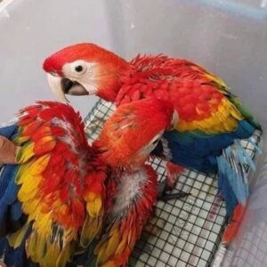 Macaw Papagei kaufen bei Sugar-Gliders.de