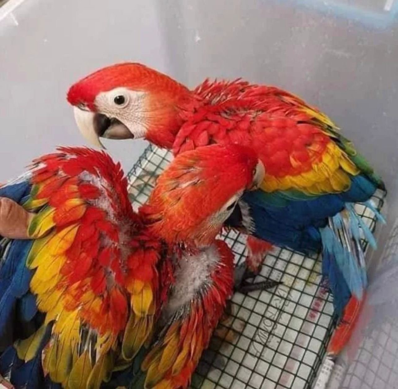 Macaw Papagei kaufen bei Sugar-Gliders.de