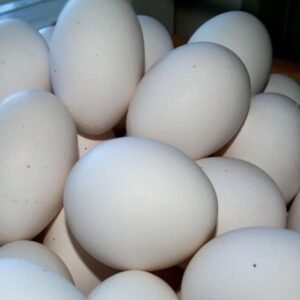 Papageieneier kaufen Österreich – Seriös & mit EU-Dokumentation