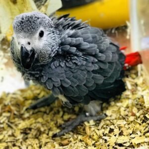 African Grey Papagei kaufen bei Sugar-Gliders.de