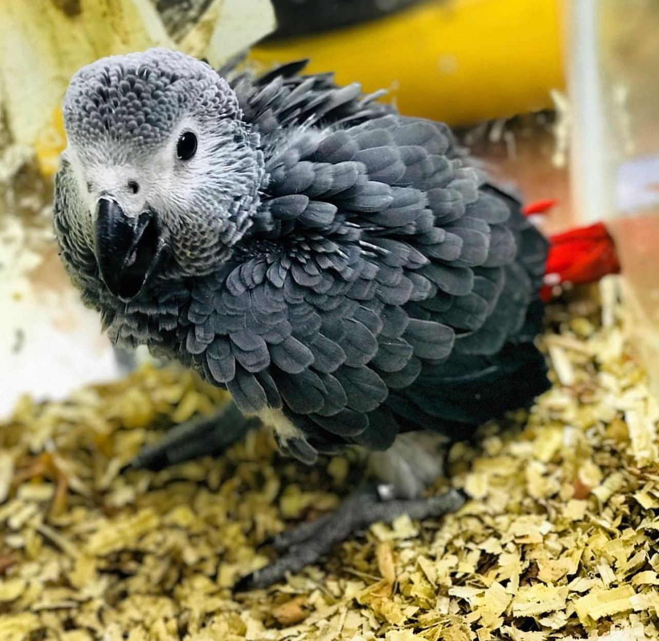 African Grey Papagei kaufen bei Sugar-Gliders.de
