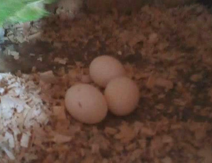 Papagei kaufen Deutschland – Ihr seriöser Anbieter für exotische Vögel