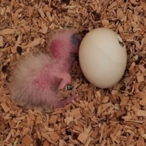 Papageieneier kaufen Schweiz – Seriös & mit EU-Dokumenten