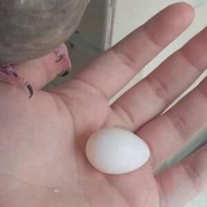 Fruchtbare Papageieneier kaufen bei Sugar-Gliders.de