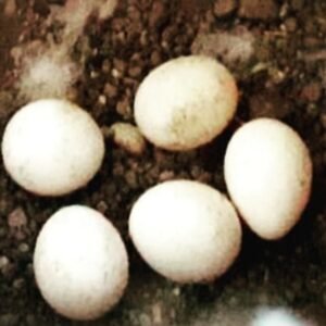 Papagei kaufen Österreich – Seriöser EU-weiter Verkauf mit Dokumenten