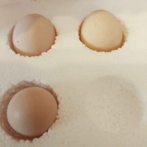 Fruchtbare Papageieneier kaufen bei Sugar-Gliders.de