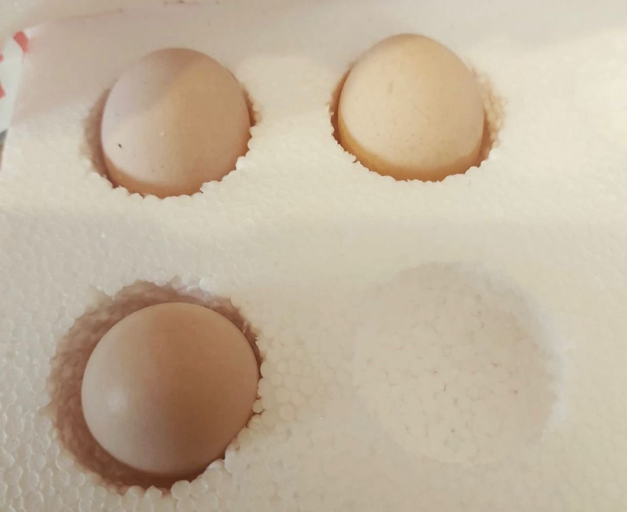 Fruchtbare Papageieneier kaufen bei Sugar-Gliders.de