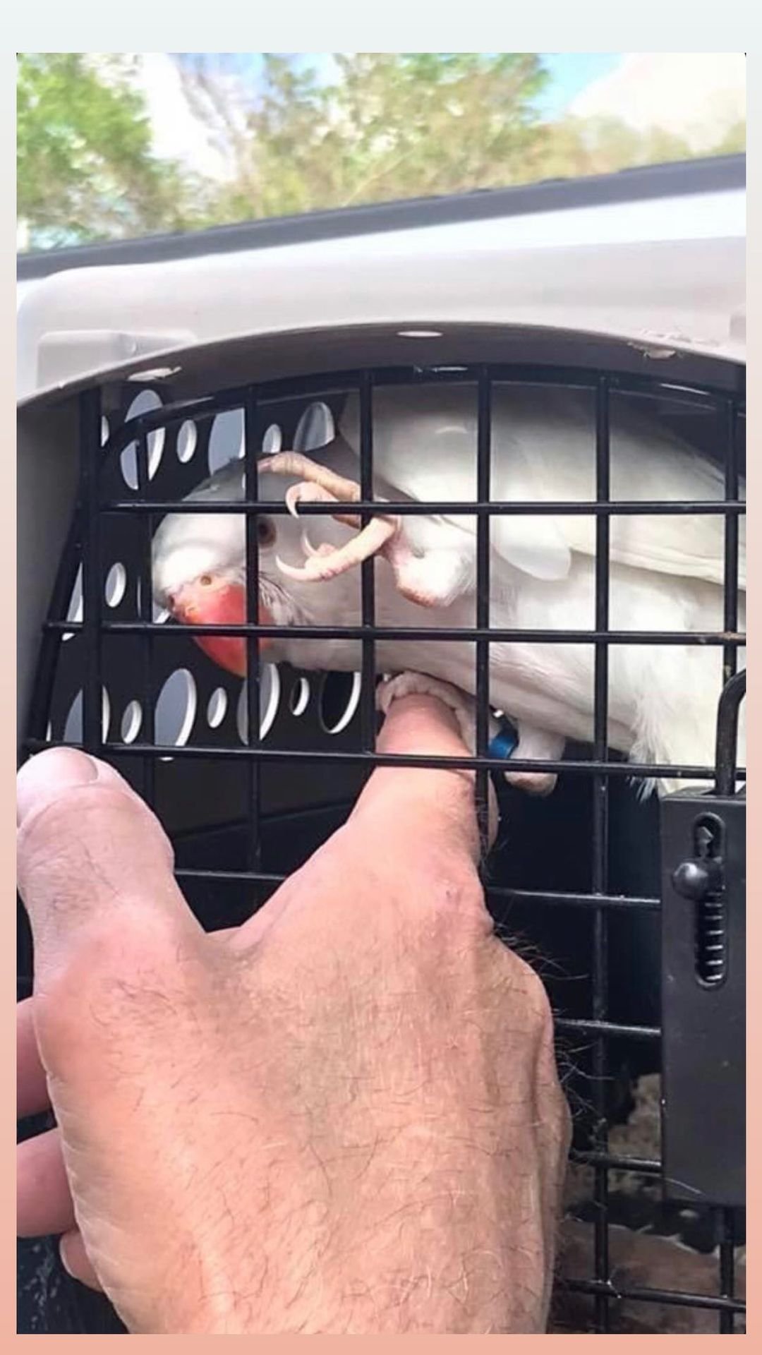 Papagei kaufen bei Sugar-Gliders.de